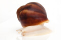 Archachatina puylaerti albino body juvenil 4cm